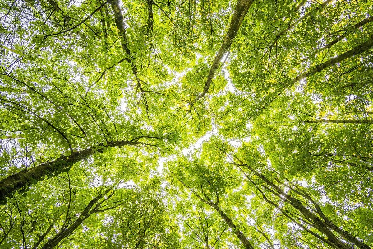 Sustainability